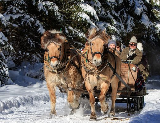 Comfortable horse-drawn sleigh ride